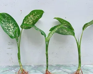 Hydroponic Cultivation Method for Dieffenbachia (From Selection to Maintenance, Teaching You to Create a Healthy and Beautiful Dieffenbachia) 3