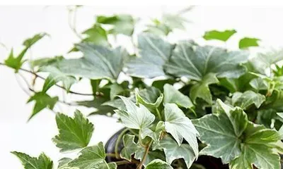 What to do when ivy leaves dry out? Save the withered leaves! (Ivy care tips to bring your plant back to life!) 2