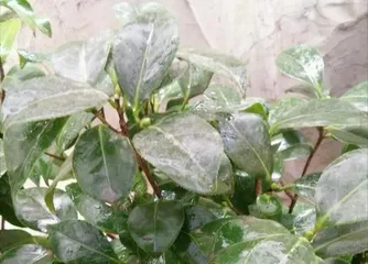 What to do when ivy leaves dry out? Save the withered leaves! (Ivy care tips to bring your plant back to life!) 3