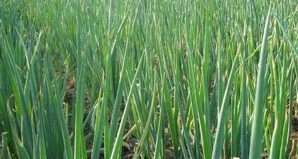The watering method and frequency for scallions (once a week, to maintain their health)