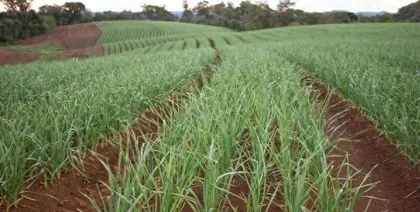 Watering Methods and Frequency for Onions (Once a Week for Healthy Growth) 2