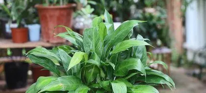 Watering with white vinegar to keep Spathiphyllum healthier (Care tips and precautions for Spathiphyllum)