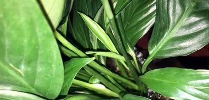 Watering with white vinegar to make the White Jade Plant healthier (care tips and precautions for White Jade Plant)2