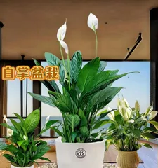 Watering with white vinegar to make the White Jade Plant healthier (care tips and precautions for White Jade Plant)3