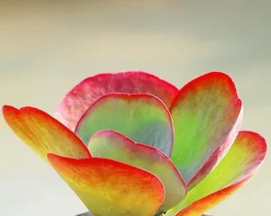 The Ultimate Guide to Caring for Echeveria Derwentii (Master Care Techniques to Help Echeveria Derwentii Grow Healthily and Strongly)