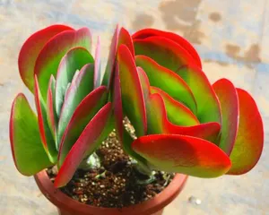 Complete Guide to Kalanchoe Tomentosa Care (Master Care Tips for Healthy and Thriving Growth) 2
