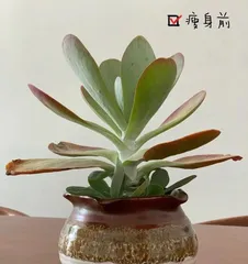 Complete Guide to Kalanchoe Tomentosa Care (Master Care Tips for Healthy and Thriving Growth) 3