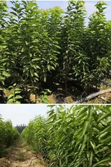 Potted Cherry Blossom Cultivation Techniques (Key Secrets to Creating Charming Bonsai)