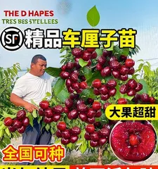 Large Cherry Blossom Bonsai Cultivation Techniques (Key Secrets to Creating a Charming Bonsai) 2