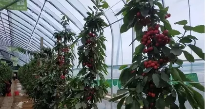 Large Cherry Blossom Bonsai Cultivation Techniques (Key Secrets to Creating a Charming Bonsai) 3