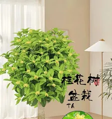 How to Properly Care for Osmanthus Trees (Cultivation Methods and Precautions for Osmanthus Trees)