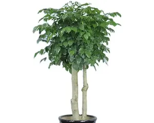 How Does the Happy Tree Survive Winter (Happy Tree Winter Care Tips)