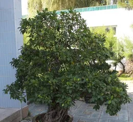 How to Properly Care for Osmanthus Trees (Cultivation Methods and Precautions for Osmanthus Trees) 2