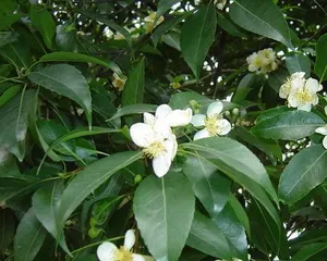 A Complete List of Plants Belonging to the Wood Element (Exploring the Various Plants of the Wood Element and Their Characteristics, Understanding the Mysteries of the Wood Element)