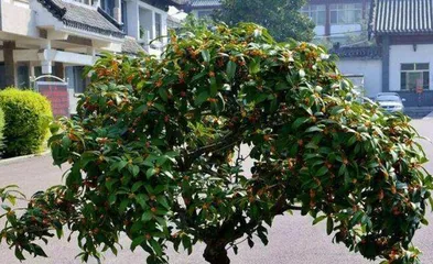 How to Properly Care for Osmanthus Trees (Cultivation Methods and Precautions for Osmanthus Trees) 3