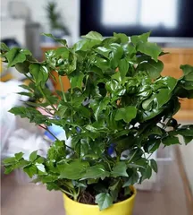 How to Overwinter Happiness Tree (Winter Care Techniques for Happiness Tree) 2