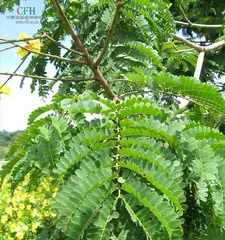 五行属木的植物大全（探寻五行属木的各种植物及其特点，了解五行属木的奥秘）2