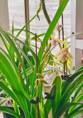 Watering Methods for Jian Lan (Watering Cannot Be Neglected When Caring for Jian Lan)