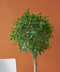 How to Overwinter Happiness Tree (Winter Care Techniques for Happiness Tree) 3