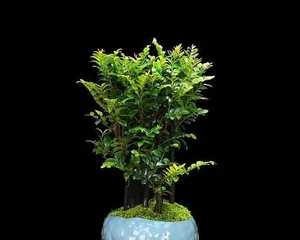 五行属木的植物大全（探寻五行属木的各种植物及其特点，了解五行属木的奥秘）3