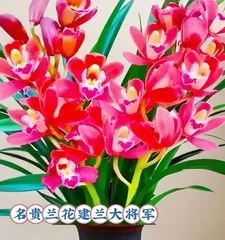 建兰的浇水方法（养护建兰，浇水不可忽视）2