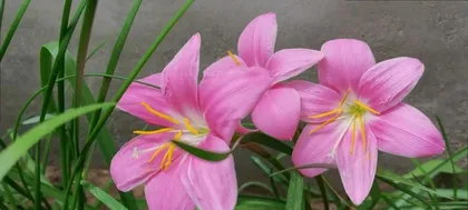 How to grow lilies to bloom? (Detailed guide on lily cultivation techniques to help you grow easily)