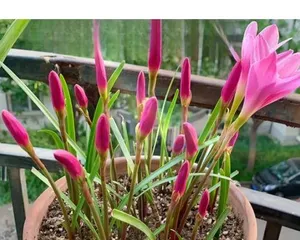 韭兰怎么养才开花？（韭兰养护技巧详解，让你轻松栽培）2