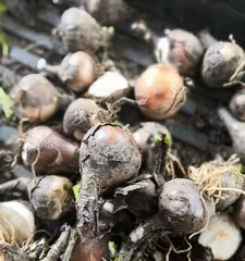 韭兰怎么养才开花？（韭兰养护技巧详解，让你轻松栽培）3