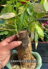 Why does the Money Tree wilt? How to save it? (Finding the reasons for the Money Tree wilting and corresponding measures)