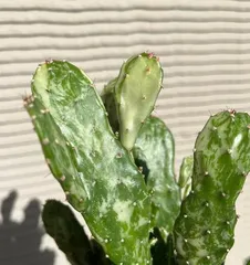 Planting and Care of Euphorbia trigona (How to Make Euphorbia trigona Bloom and Flourish) 2