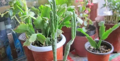 Planting and Care of Euphorbia trigona (How to Make Euphorbia trigona Bloom and Flourish) 3