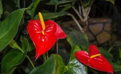 The Blooming Time and Care Methods for Anthuriums (Understanding the blooming period of anthuriums to keep your anthuriums blooming endlessly)