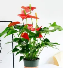 Anthurium Flowering Time and Care Methods (Understand Anthurium Flowering Period, Let Your Anthurium Bloom Continuously) 2