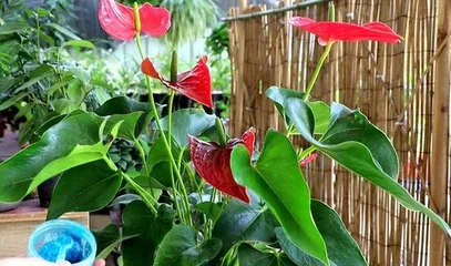 Anthurium Flowering Time and Care Methods (Understand Anthurium Flowering Period, Let Your Anthurium Bloom Continuously) 3