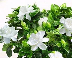 Challenge the new height of indoor gardening - Azaleas suitable for indoor care (Create a comfortable indoor environment, enjoy a beautiful life; Must-have indoor gardening tips)