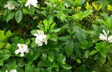 Raising the Bar for Indoor Gardening—Azaleas Suitable for Indoor Cultivation (Create a Comfortable Indoor Environment, Enjoy a Beautiful Life; Essential Indoor Gardening Tips) 2