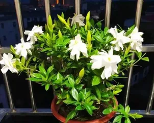 Raising the Bar for Indoor Gardening—Azaleas Suitable for Indoor Cultivation (Create a Comfortable Indoor Environment, Enjoy a Beautiful Life; Essential Indoor Gardening Tips) 3