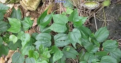 A Complete Guide to Dragon's Beard Cultivation (Is Dragon's Beard Easy to Care For? Detailed Key Points for Maintenance, Helping You Easily Grow Beautiful Dragon's Beard)