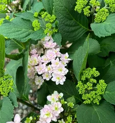 Autumn Hydrangea Flowering Time and Viewing Guide (The Mystery of Autumn Hydrangea Blooming, Variety Introduction, Care Tips, and Viewing Suggestions)2