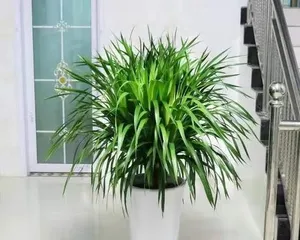 A Complete Guide to Cultivating Dragon Whisker (Is Dragon Whisker Easy to Grow? Detailed Care Points to Help You Easily Grow Beautiful Dragon Whisker) 2