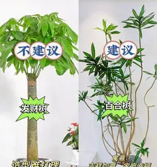 A Complete Guide to Cultivating Dragon Whisker (Is Dragon Whisker Easy to Grow? Detailed Care Points to Help You Easily Grow Beautiful Dragon Whisker) 3