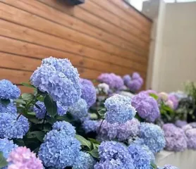 Autumn Hydrangea Flowering Time and Viewing Guide (The Mystery of Autumn Hydrangea Blooming, Variety Introduction, Care Tips, and Viewing Suggestions)3