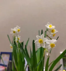 Cultivation and Care of Narcissus (Let you easily create a narcissus garden) 2