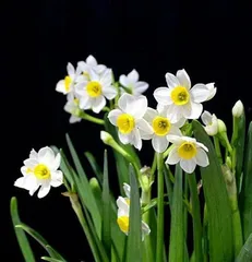 Cultivation and Care of Narcissus (Let you easily create a narcissus garden) 3