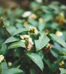 The Watering Method for Camellias (Correct Watering Techniques for Healthy Camellia Growth)