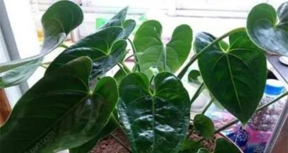 Detailed Explanation of Gladiolus Cold Tolerance (Exploring Gladiolus Low-Temperature Adaptability, Interpreting Key Winter Care Points) 2