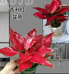 Is there any toxicity in lucky plants for home decoration? (Safe care, enjoy with peace of mind)