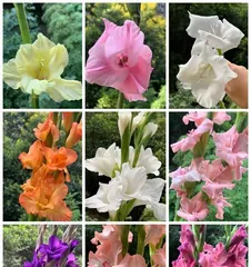 Detailed Explanation of Gladiolus Cold Tolerance (Exploring Gladiolus Low-Temperature Adaptability, Interpreting Key Winter Care Points) 3