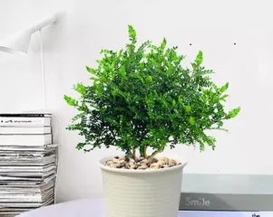 Complete Guide to Caring for Fragrant Wood Bonsai (Time, Methods, Techniques, and Precautions All in One Place)