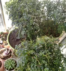 清香木盆栽养护全攻略（时间、方法、技巧、注意事项一网打尽）2